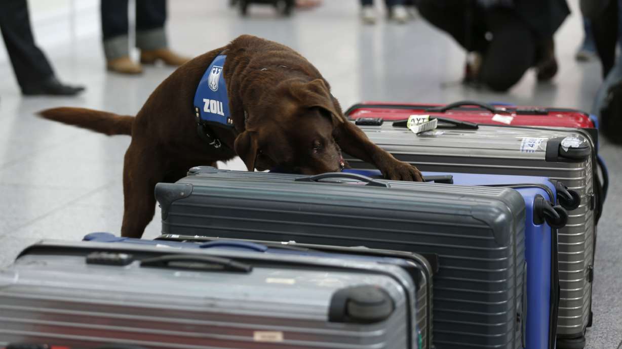 Customs officers at the Detroit Metropolitan Airport made an unusual — and potentially dangerous — discovery in a passenger's luggage: Six giant African snails.