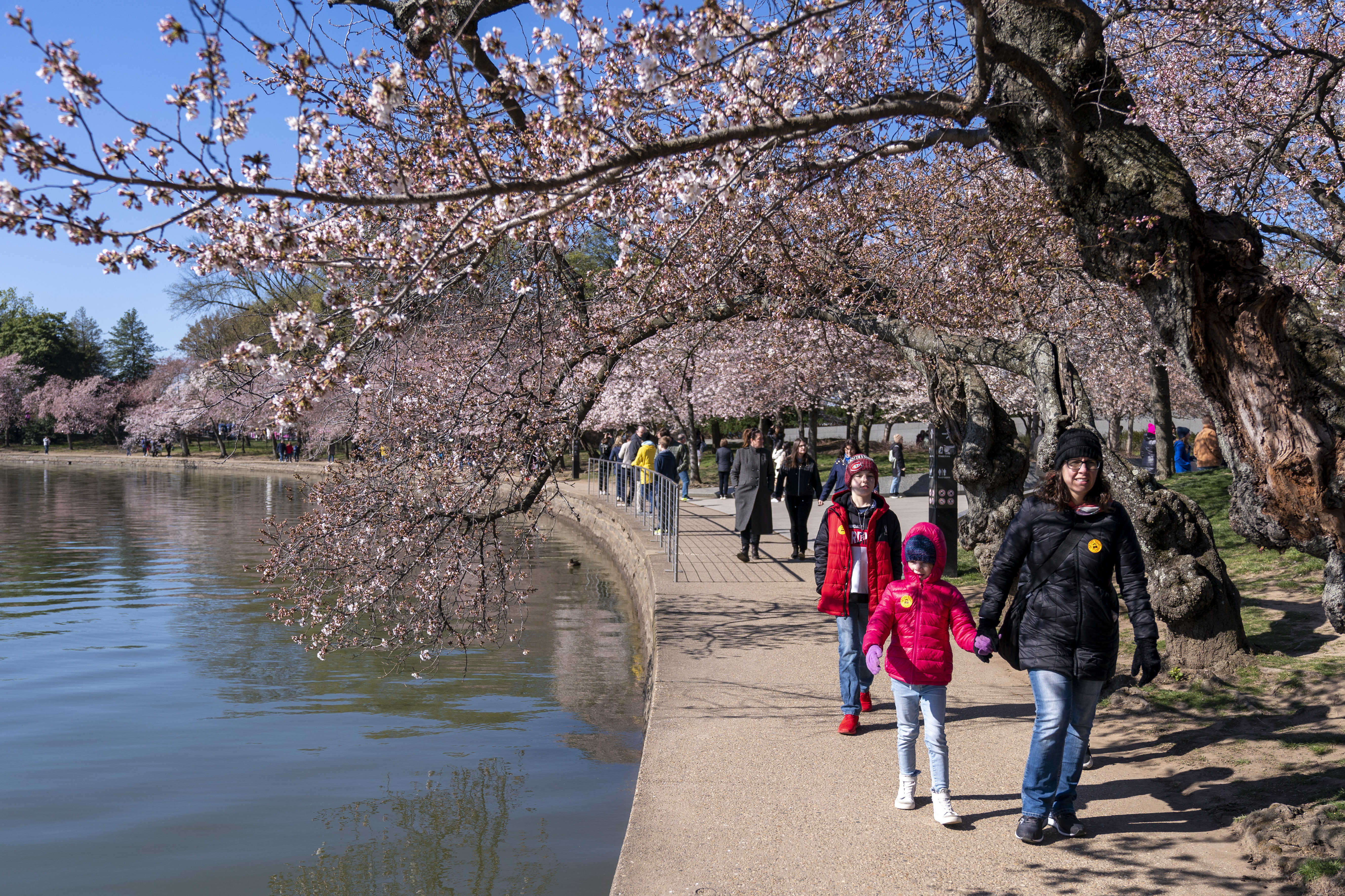 A family walks among cherry blossom trees that have begun to bloom, Monday, along the tidal basin in Washington, on the first day of the National Cherry Blossom Festival.
