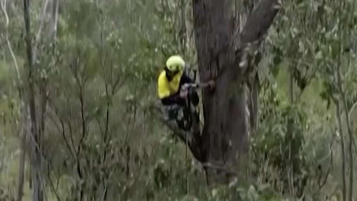 The "Hollowhog" tool is used to create a tree hollow. Australian biologist Matt Stephens created the Hollowhog, a tool that drills tree cavities to fight against deforestation and habitat loss.