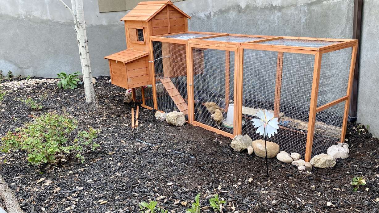 Elayne Harmer's chickens run around their roost in her backyard in Bountiful on June 2, 2022.