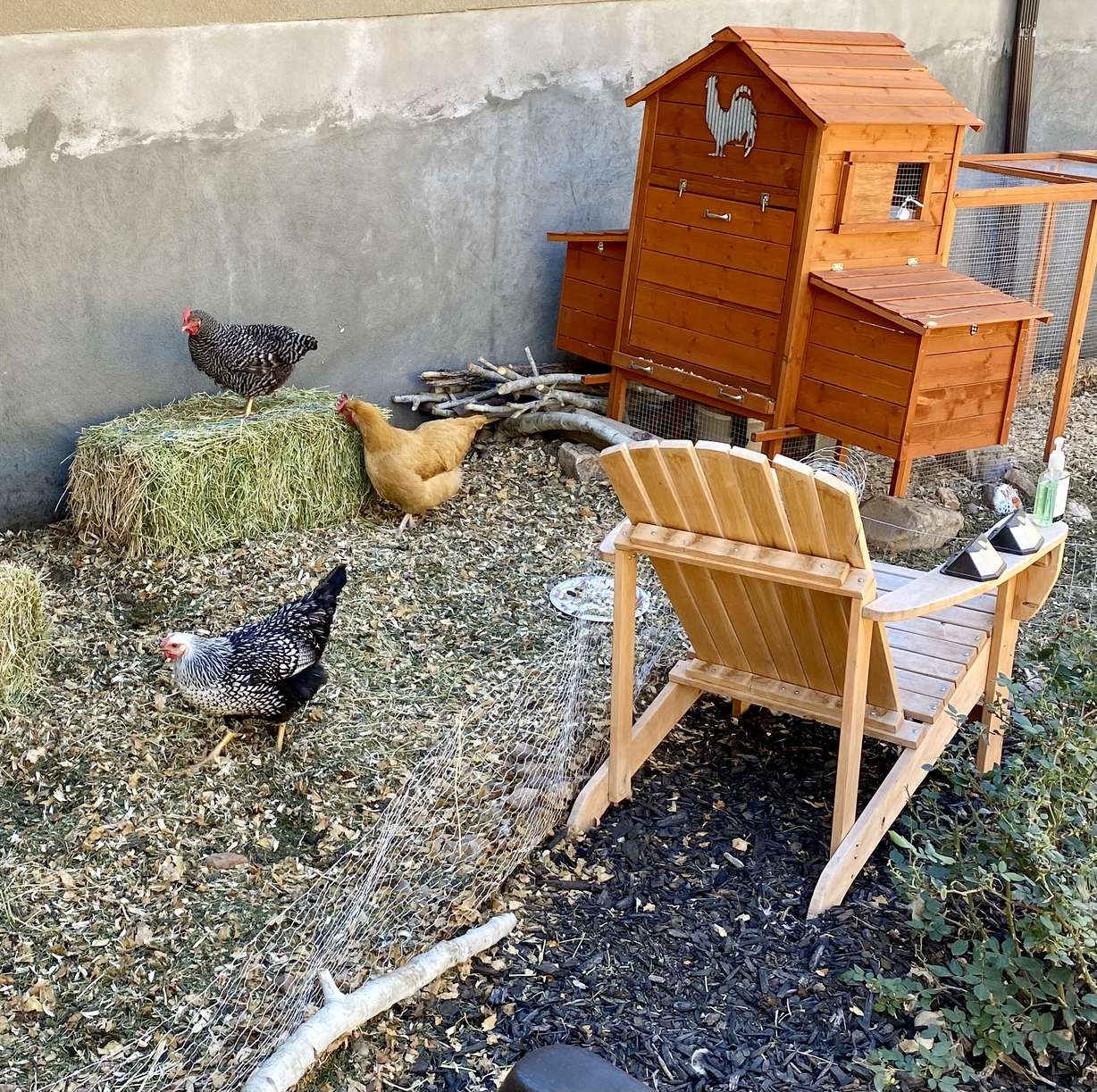 Elayne Harmer's chickens run around their roost in her backyard in Bountiful on Oct. 12, 2022.