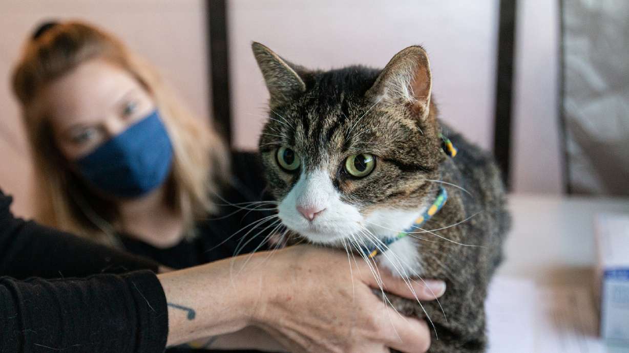 A cat participates in one of Animal Rescue League of Iowa's low-cost pet vaccine clinics. During the past eight months, inflation in pet-related products and services has only worsened, rising in some cases to record-setting levels.