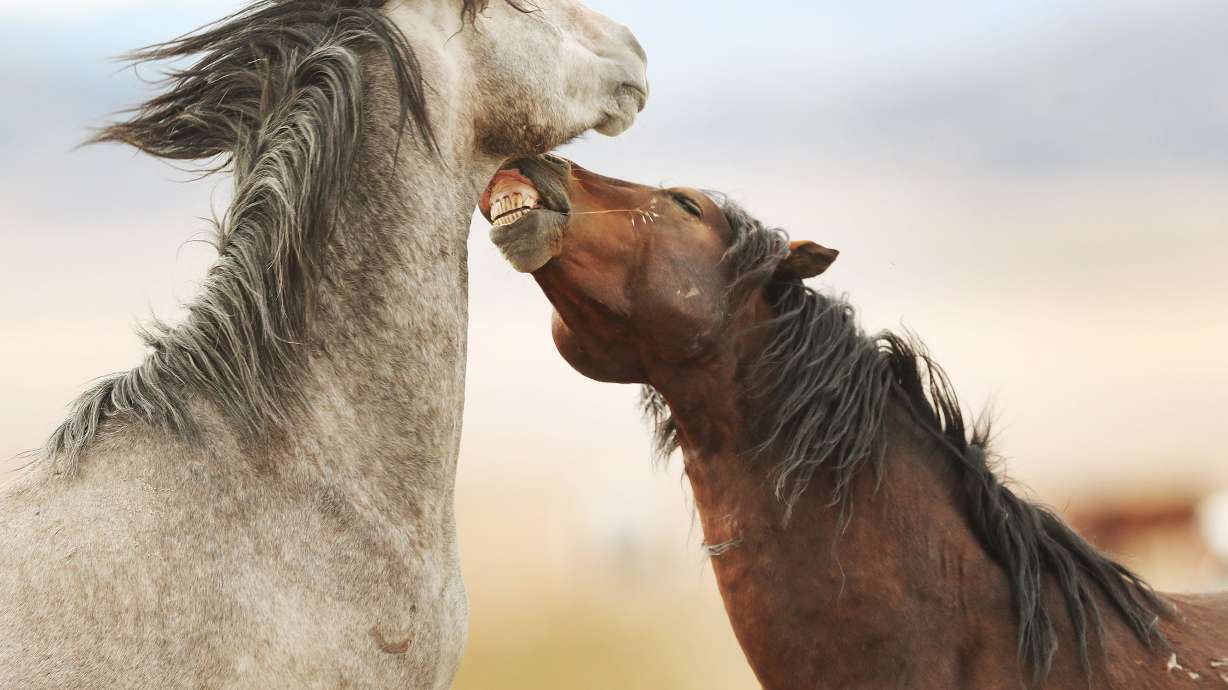 Two mustangs are seen in the Onaqui Wild Horse Management area in Skull Valley, Tooele County, Oct. 9, 201. Two wild stallions from Utah's beloved Onaqui herd were shot last week.