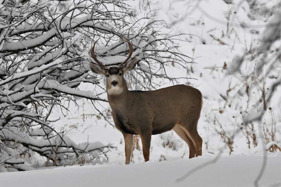 A man who is accused of killing two deer — one a trophy mule deer — on another man’s property faces felony charges.