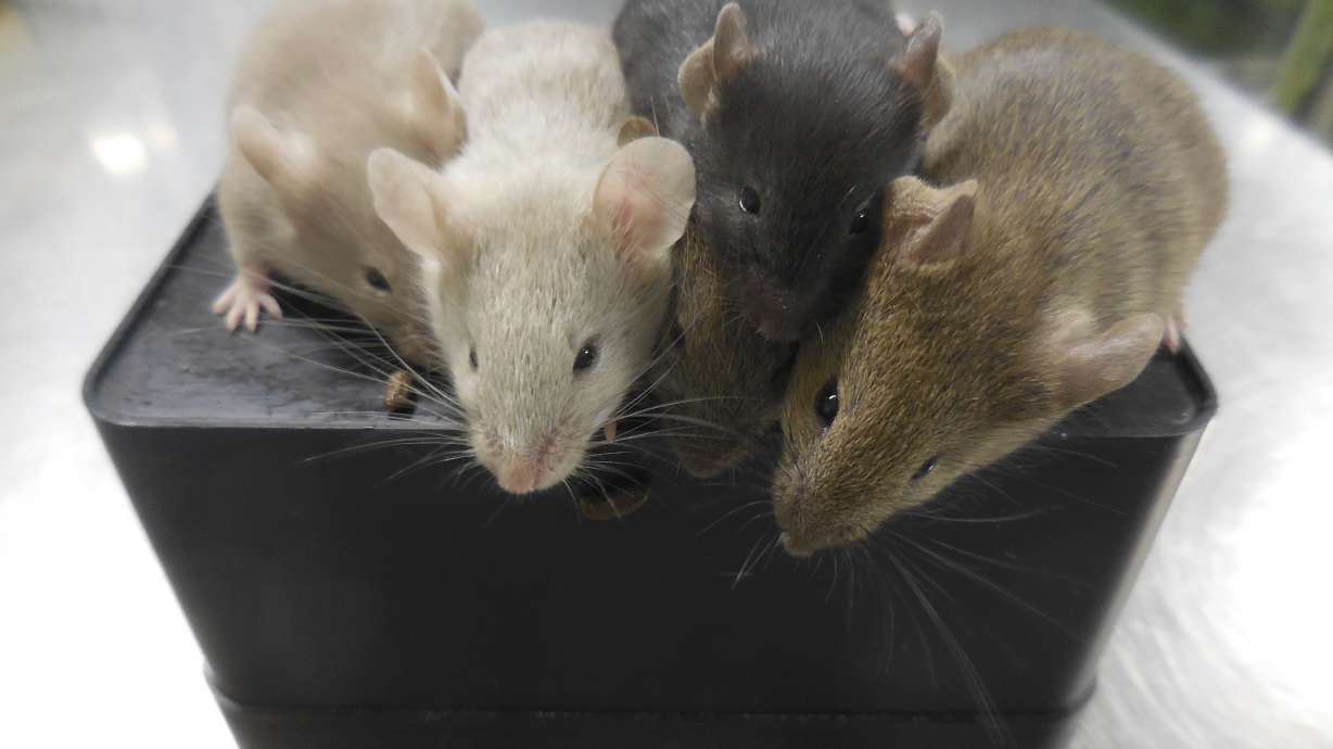 Mice used in a medical study in Japan are pictured in September 2021. Unrelated researchers in Texas have shown that injecting a hormone into drunk mice accelerates their recovery.