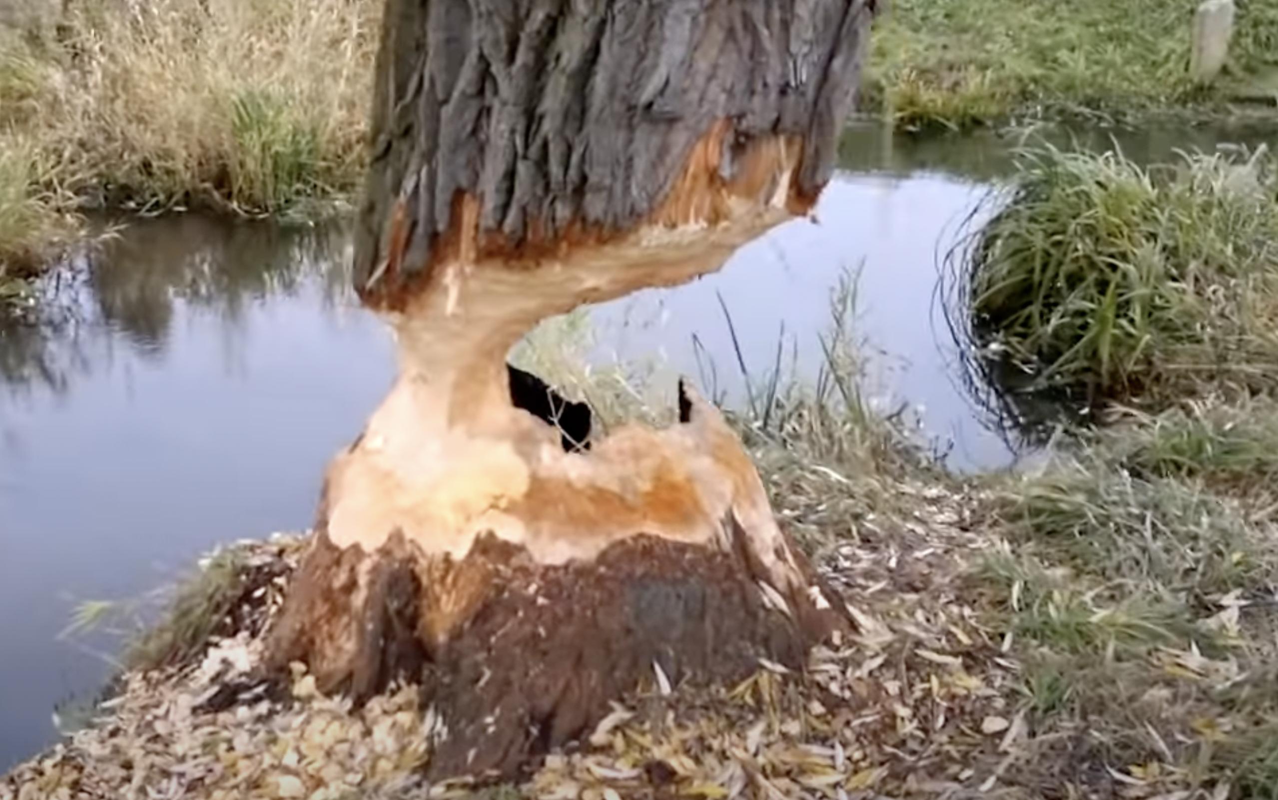 This video shows an old-growth tree, likely in the countryside of Poland, that has been gnawed nearly through by a beaver.