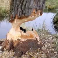 Have You Seen This? Don't yell 'timber' just yet