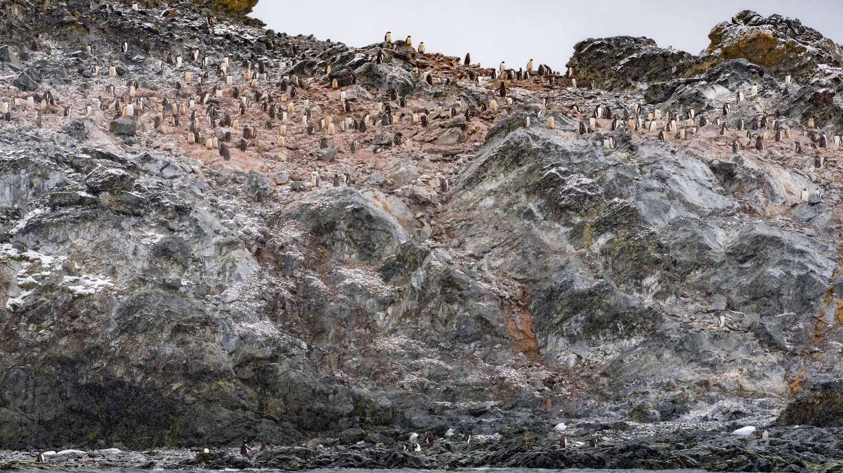 As global warming changes the survival-of-the-fittest game at the bottom of the world, one particular species of Antarctic penguin is modeling a poignant lesson for humanity: Adapt or die ... and make it quick.