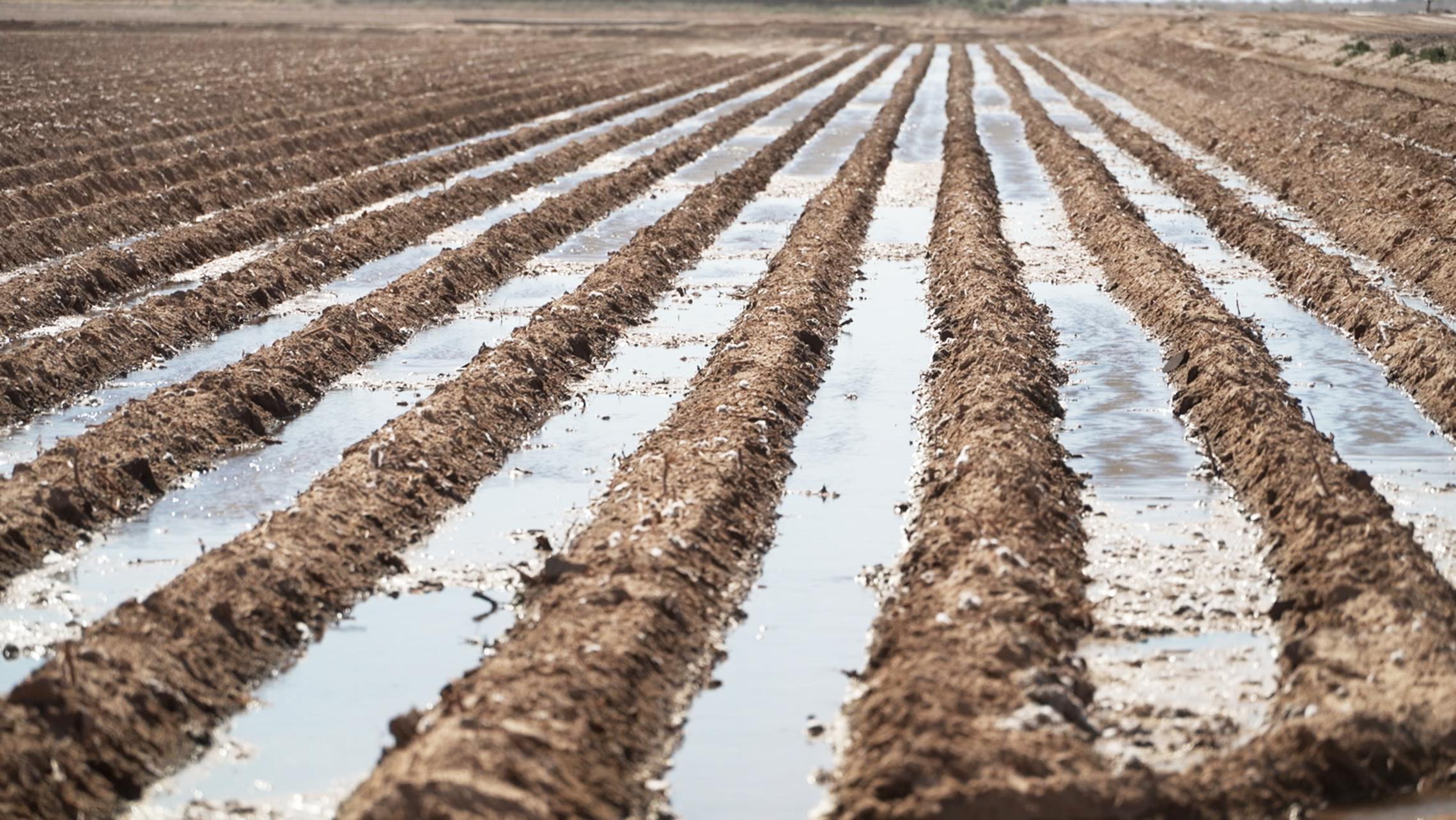 Water from the Colorado River is used to irrigate crops in Cibola, Ariz.