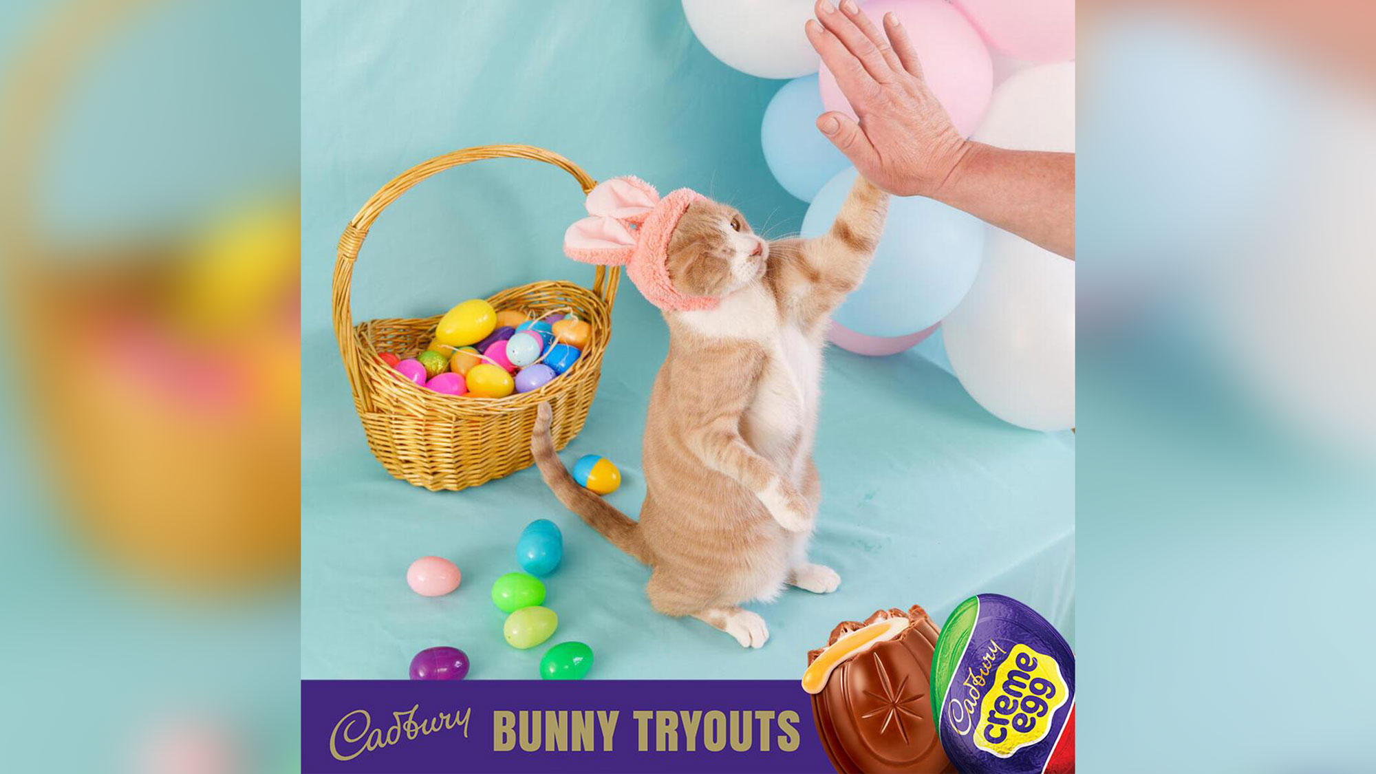 Crash, an 8-year-old rescue cat from Boise, Idaho, has been named the winner of the 2023 Cadbury Bunny Tryouts.