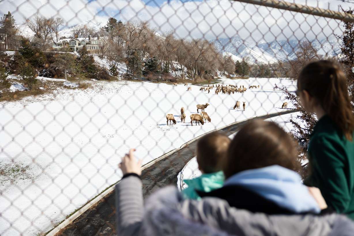 Amie Marcotte and her children Calvin, 5, and Madeline 7, watch a herd of grazing elk at the Salt Lake Country Club in Salt Lake City on Monday.