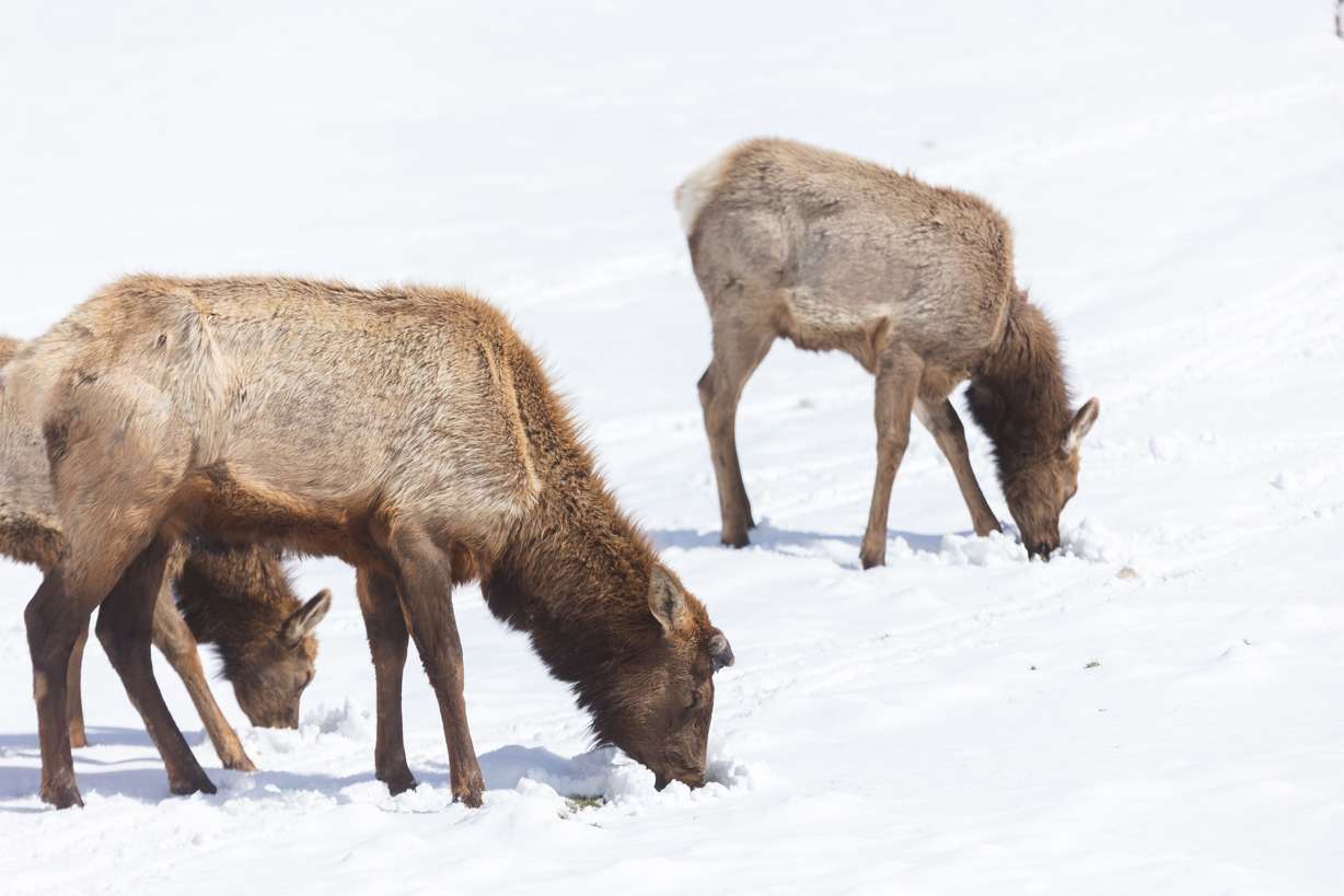 A herd of elk graze at the Salt Lake Country Club in Salt Lake City on Monday.