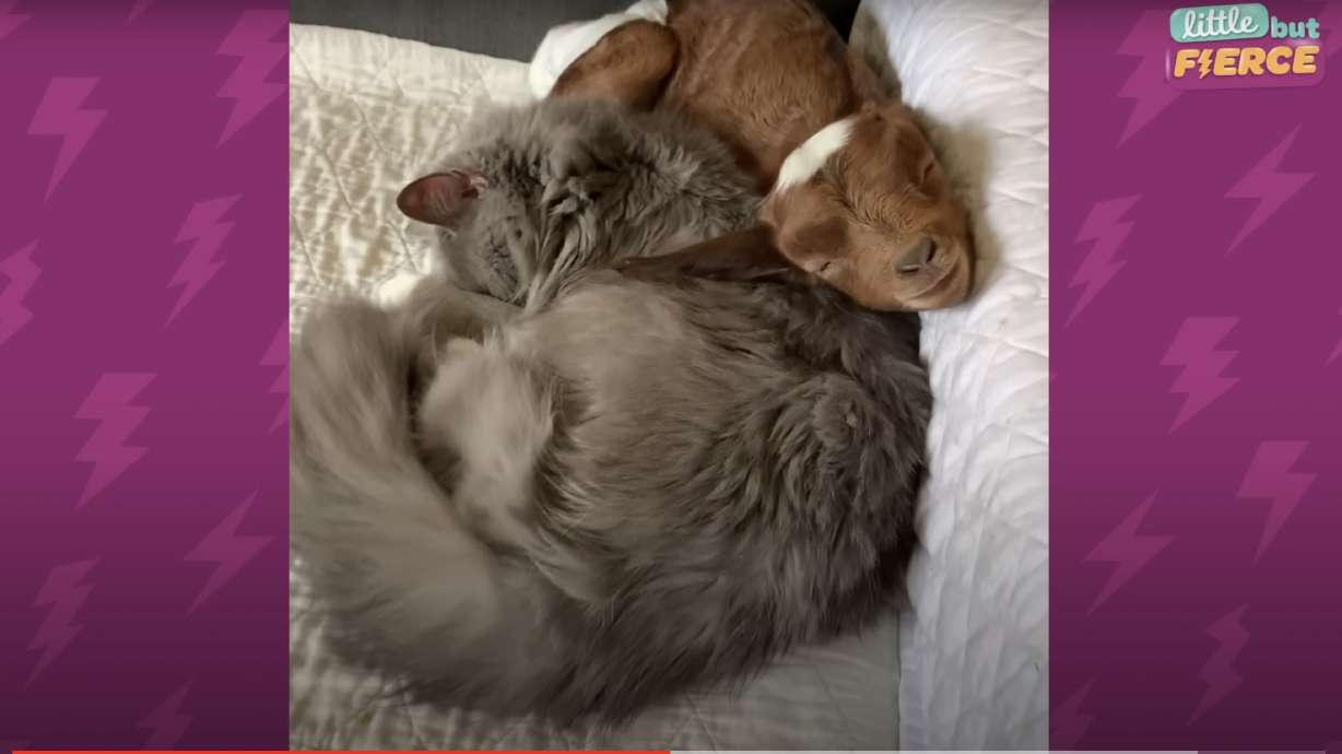 A baby goat named Lily shows that when there's no one else of your kind around, that's OK. You can still find buddies who share common interests, like napping.