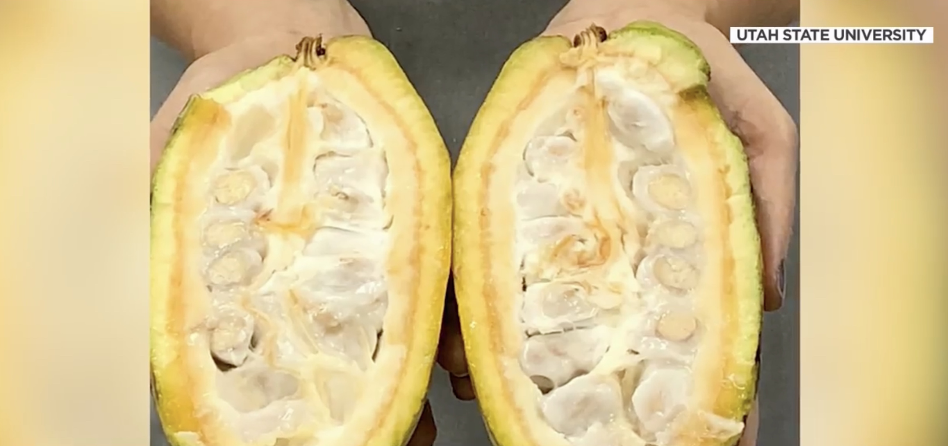 Utah State University is researching rare albino cocoa beans, something that is not made anywhere else in the U.S.