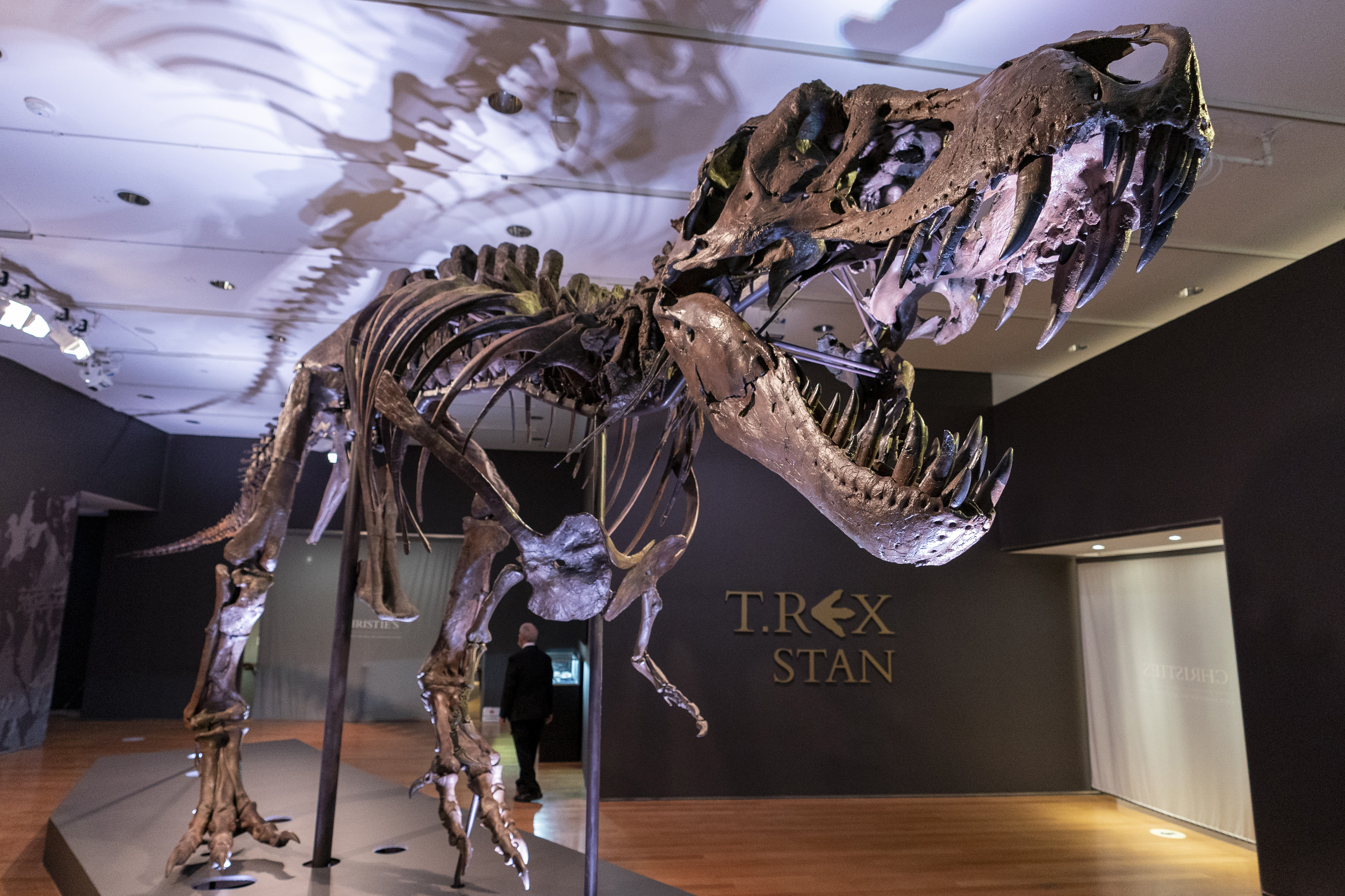 Stan, one of the largest and most complete Tyrannosaurus rex fossil discovered, is on display, Sept. 15, 2020, at Christie's in New York. The teeth on T. rex and other big theropods were likely covered by scaly lips, concludes a study published Thursday.