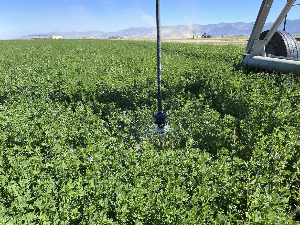 A close-up look at a low-elevation sprinkler watering alfalfa in Diamond Valley, Nev., on Sept. 2, 2022. Lawmakers in Nevada are considering a bill to buy and retire groundwater rights statewide in areas of depleting groundwater.