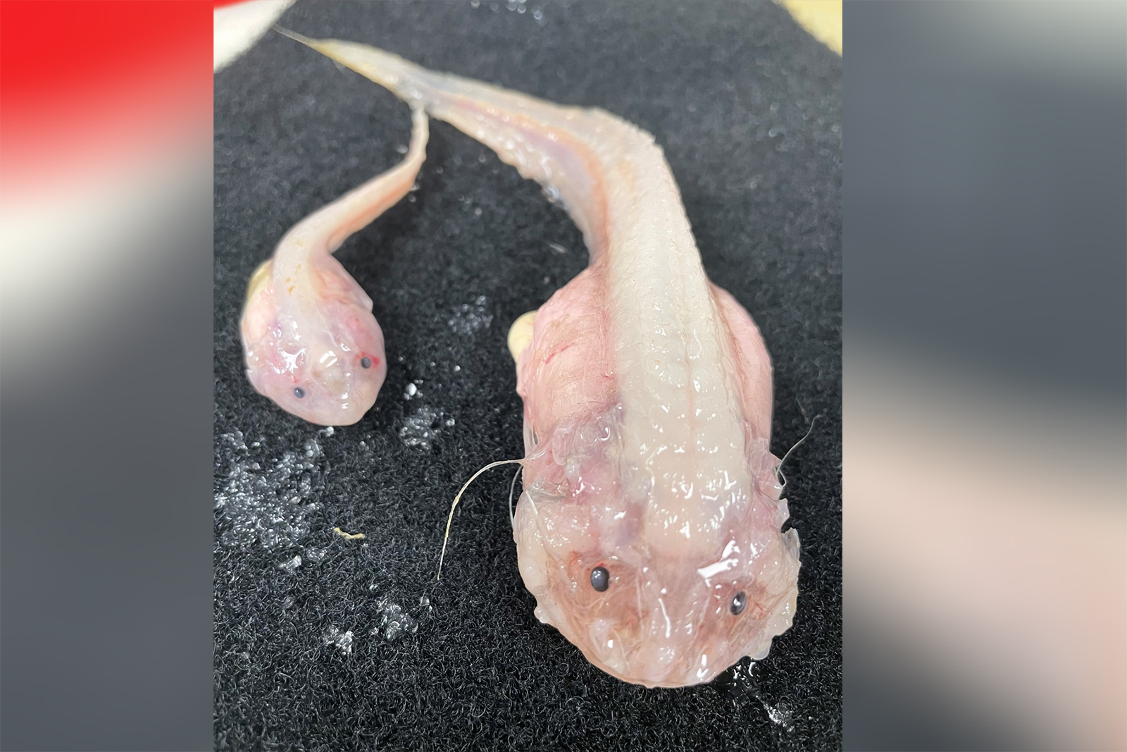 These two fish were caught at a depth of just over 8,000 meters in the Japan Trench in the northern Pacific Ocean.