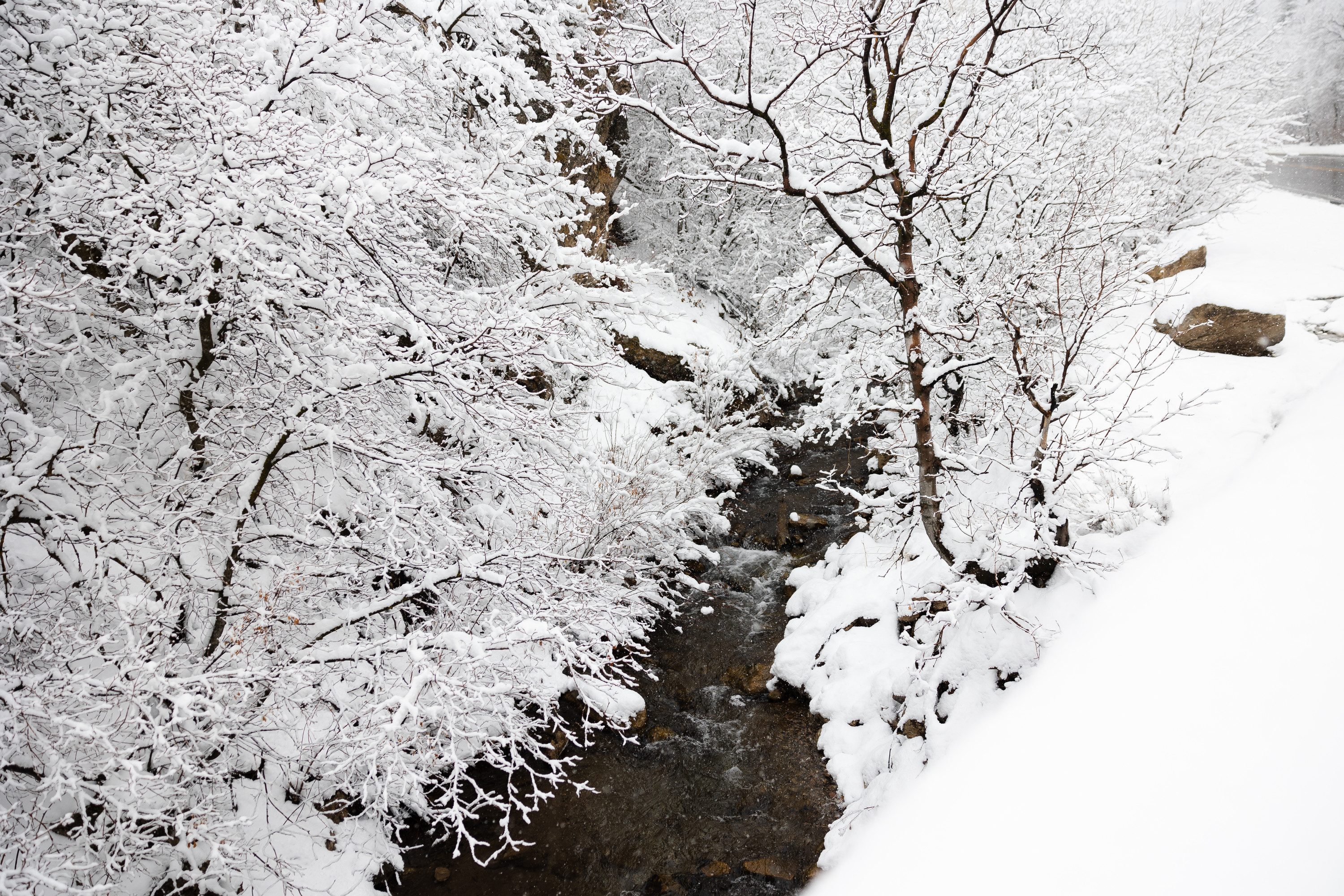 Snow falls around Mill Creek at Mill Creek Canyon in Salt Lake City on Monday. Utah's snowpack hit an all-time record on Tuesday, as flooding concerns continue with warmer temperatures coming.