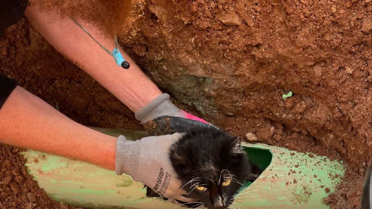 "Rooter" was rescued from a pipe by Roto-Rooter of Southern Utah and St. George Animal Services, March 30.
