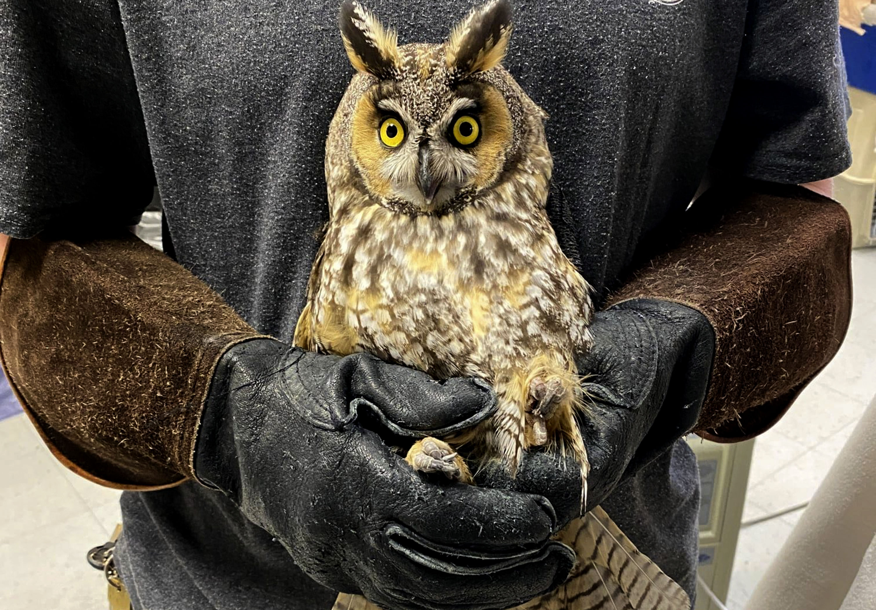 A long-eared owl is cared for at the Wildlife Rehabilitation Center of Northern Utah in Ogden. The center was given 180 days to vacate before it is bulldozed.