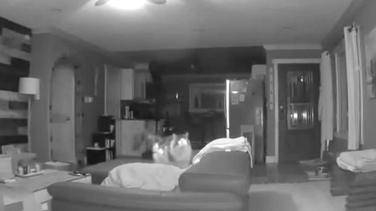 There's no telling what a cat can and will do when it is left alone with a security camera.