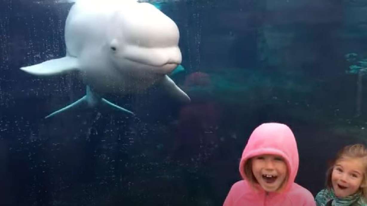 A beluga whale interacts with children in Connecticut.