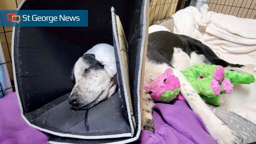 Six dogs were shot and one survived after being left to die near Colorado City. The two people who police say shot the dogs have been officially charged.