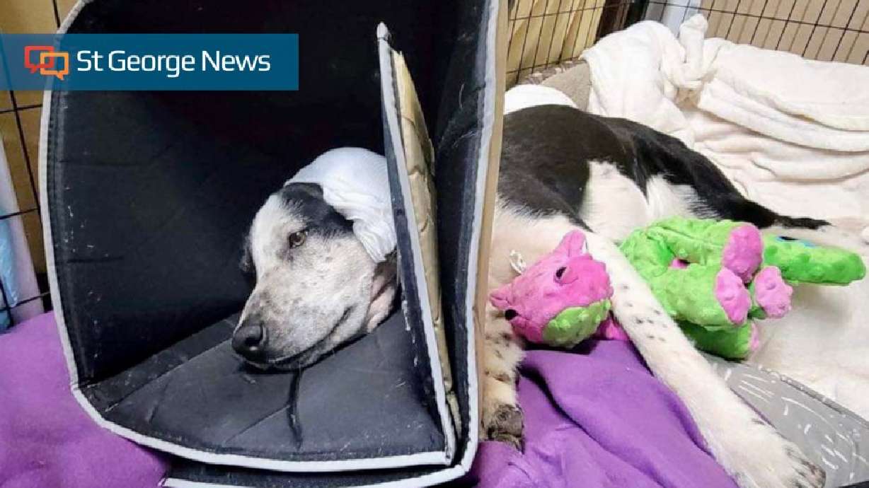 Six dogs were shot and one survived after being left to die near Colorado City. The two people who police say shot the dogs have been officially charged.