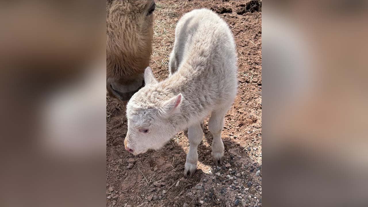 A rare white bison with its mother, Marshmallow, was born near Zion National Park at the Zion White Bison Resort, Virgin, Utah.