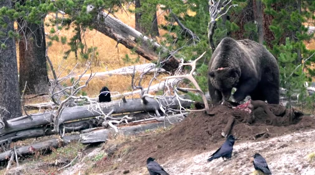 Grizzly bear attacks can prove deadly for those who encounter them unprepared in the wild.