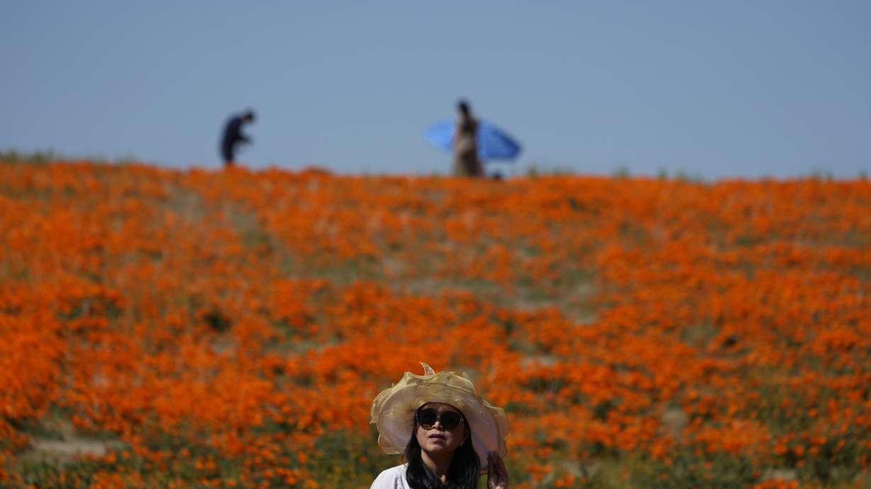 A visitor stands on a field of blooming flowers near the Antelope Valley California Poppy Reserve, April 10, in Lancaster, Calif.
