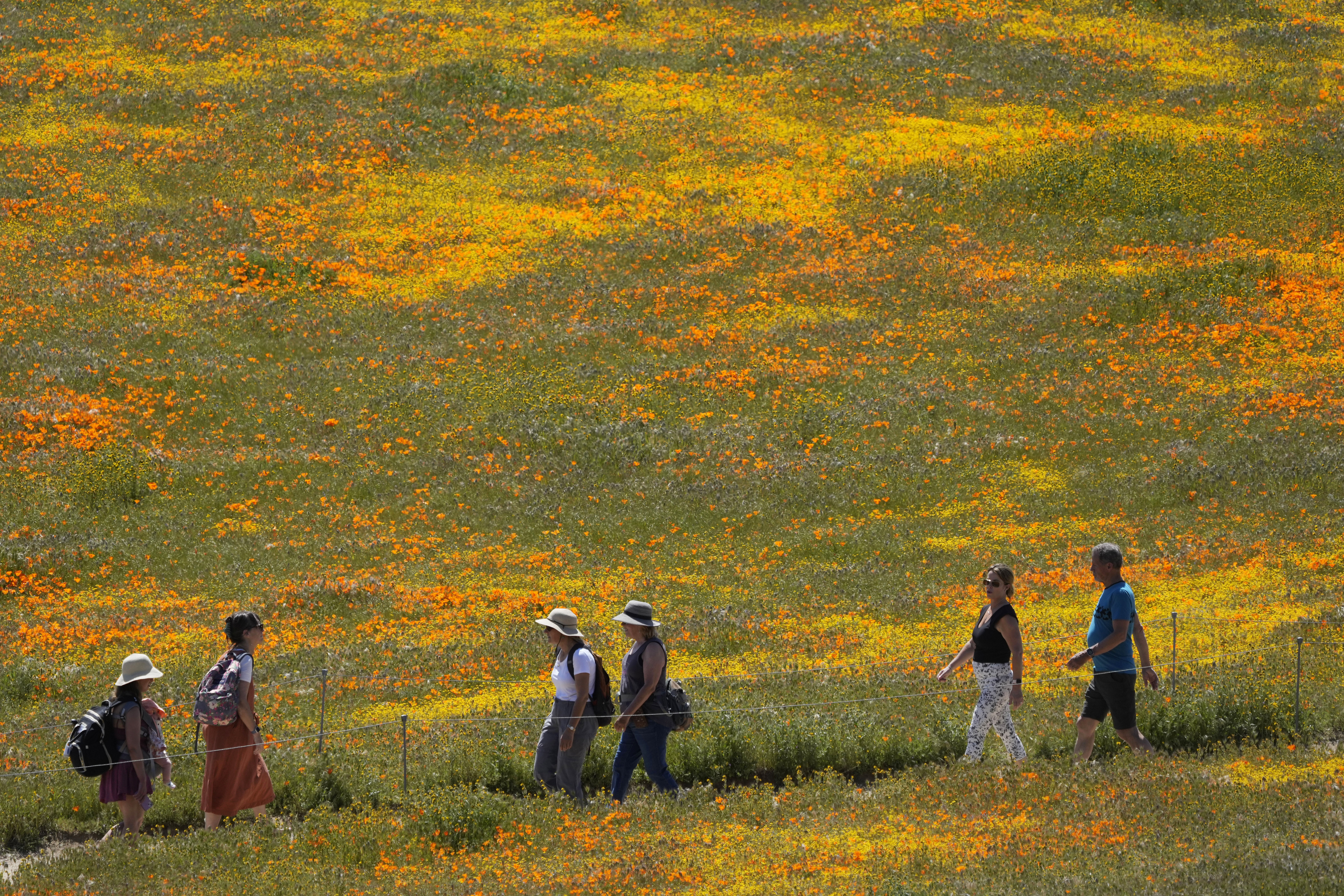 Visitors walk on a pathway amid fields of blooming flowers at the Antelope Valley California Poppy Reserve, April 10, in Lancaster, Calif.