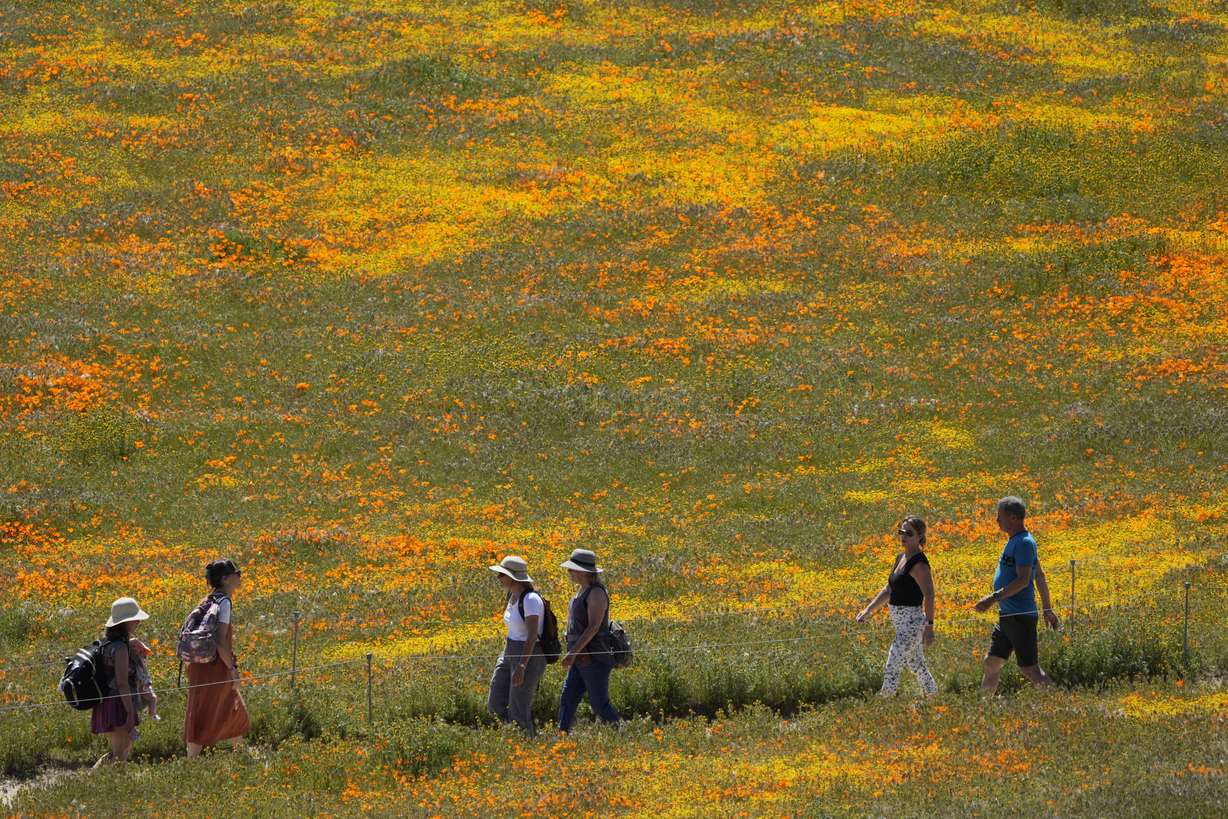 Visitors walk on a pathway amid fields of blooming flowers at the Antelope Valley California Poppy Reserve, April 10, in Lancaster, Calif.
