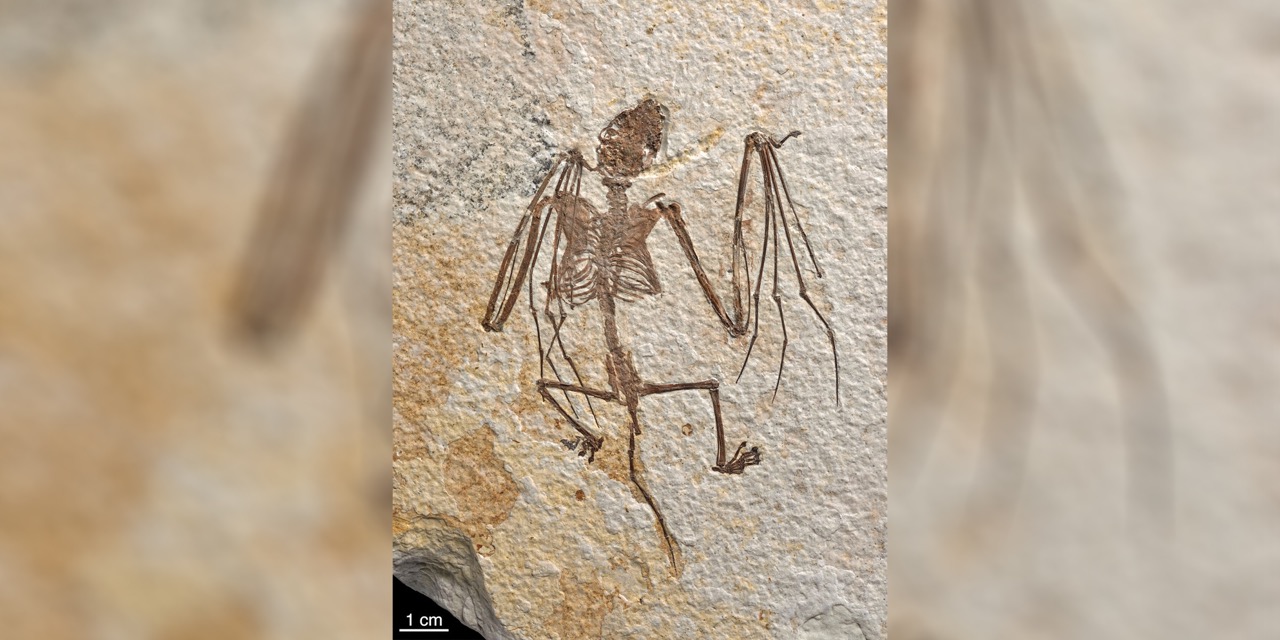 An Eocene skeleton from Wyoming of the newly identified bat species Icaronycteris gunnelli is seen in this undated handout photograph. The specimen is in the research collections of the American Museum of Natural History in New York.