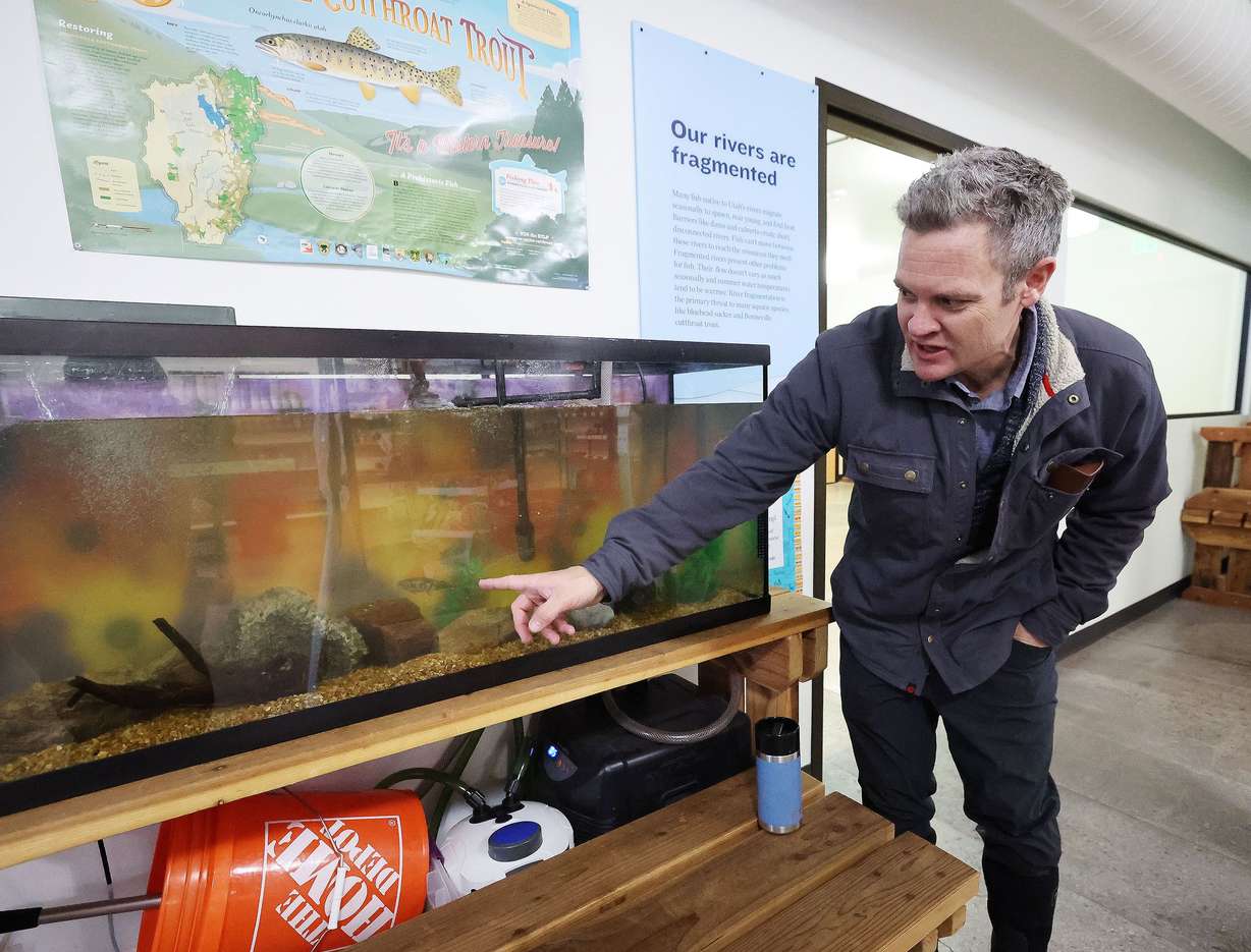 Artist Chris Peterson looks over small cutthroat trout in an aquarium at the Neighborhood Hive in Sugar House on April 4. Peterson is overseeing an art contest for the Utah Wildlife Federation.