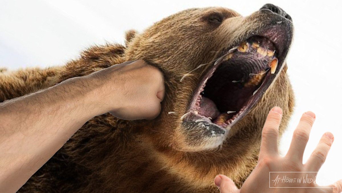 Video: Could you beat up a grizzly bear? Dire lessons from recent attacks