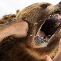 Video: Could you beat up a grizzly bear? Dire lessons from recent attacks