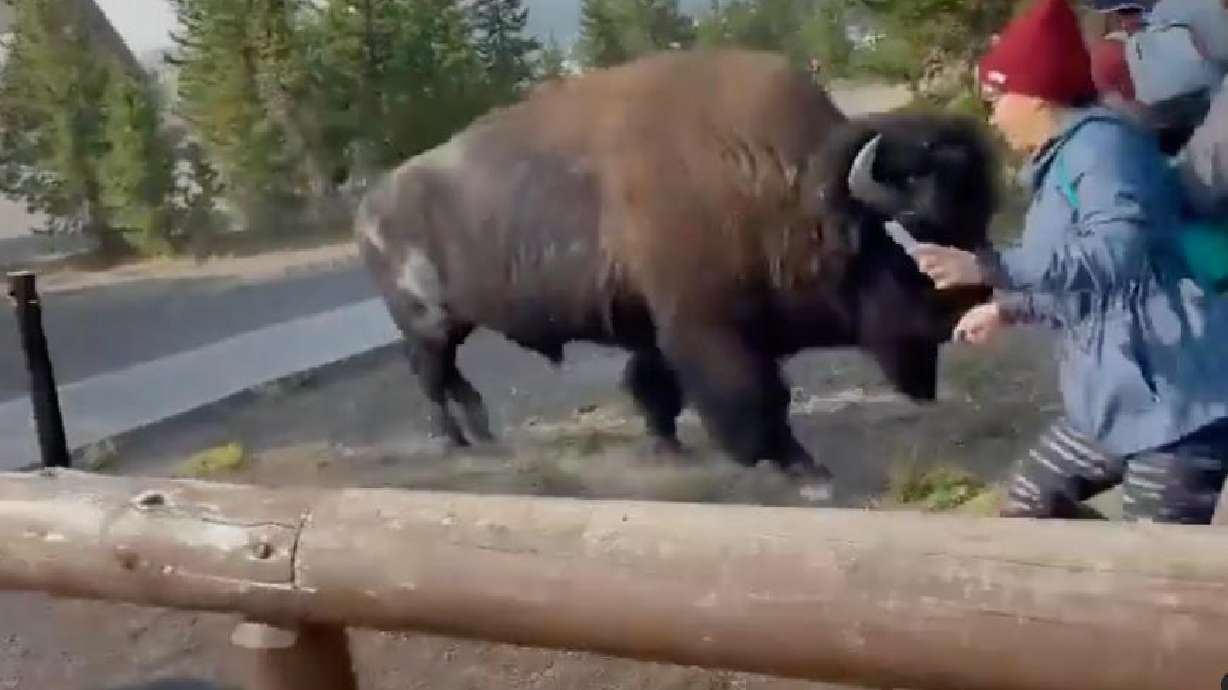 Tourists at Yellowstone National Park find themselves too close for comfort when this bison charges at them in this video posted April 13.