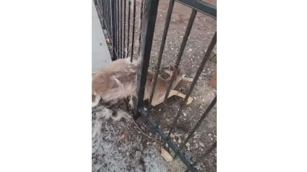 A young deer is caught in a fence in Yonkers, New York, in this April 9 video.