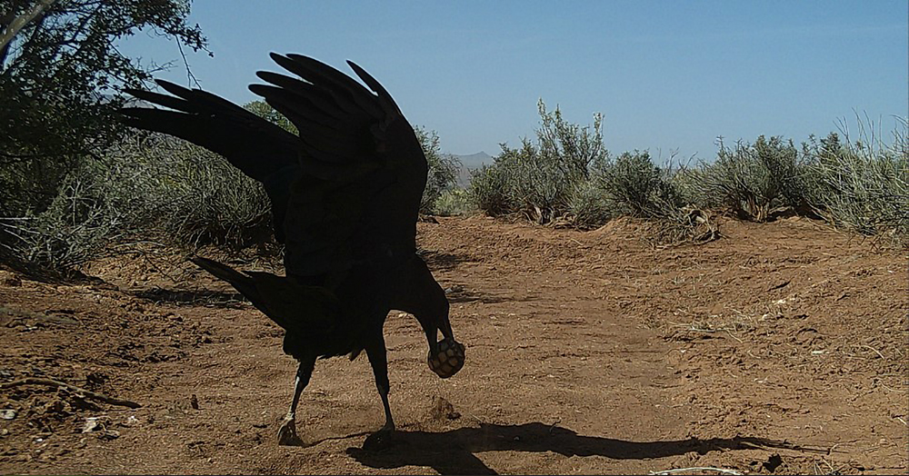 Washington County conservation committee takes next steps on raven ...