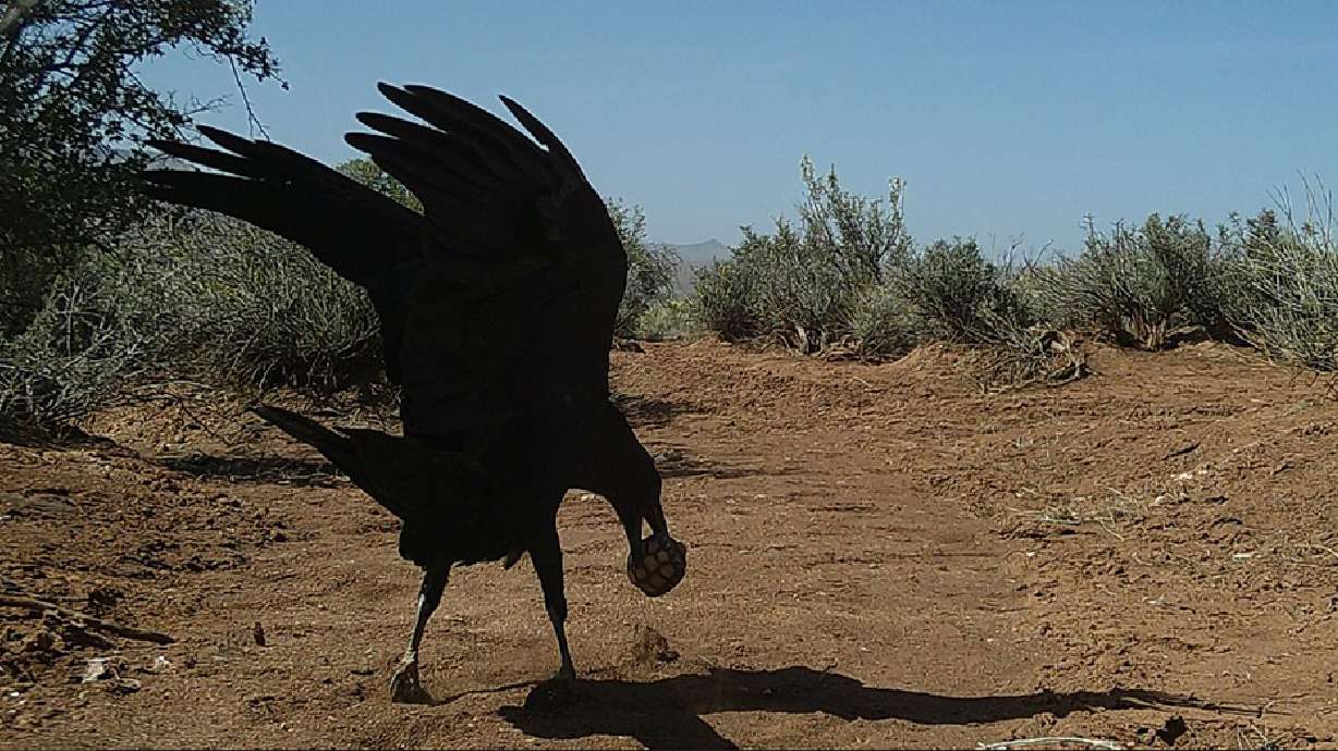 A raven attacks a techno, or decoy, juvenile tortoise in Washington County, on April 20, 2022. A conservation committee is taking steps to control the raven population.