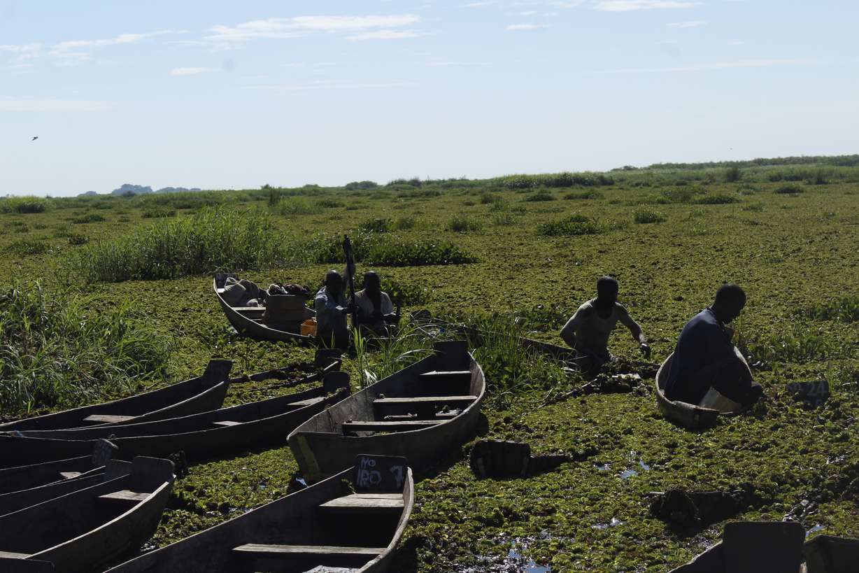 Villagers try to clean the lake by pulling out weeds that had infested Lake Nakuwa in Uganda in May 2019.