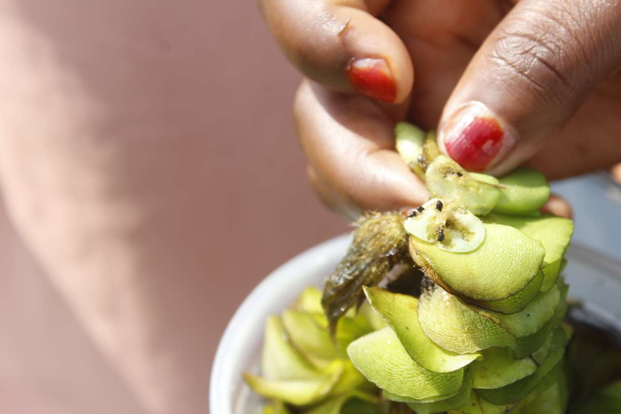 Small water weevils like to eat this nonnative invasive weed that takes over lakes. A community in Uganda used these weevils to clean their lake that had been infested with the weed.