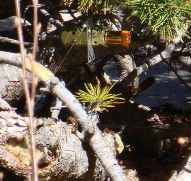 A portion of the "booby trap" device hidden in bushes and connected to the walkway wire, as shown in an image provided by the Douglas County Sheriff's Office.