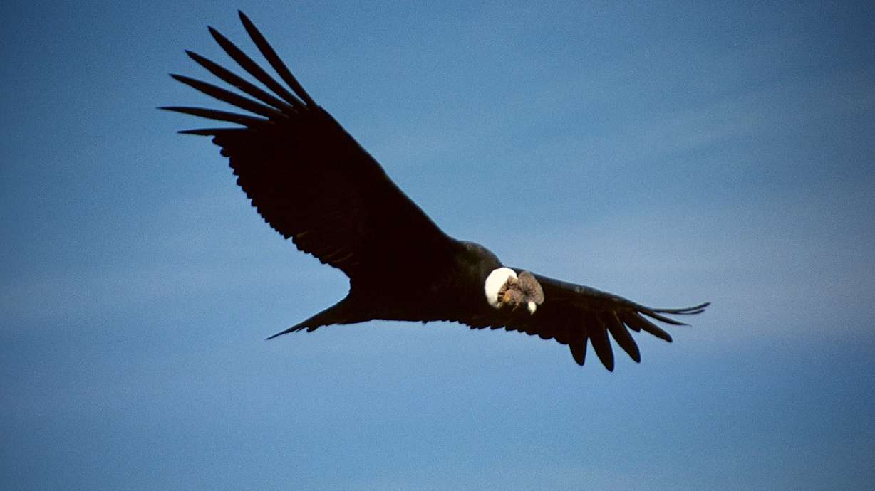 Wildlife officials say 20 California condors in northern Arizona and southern Utah have died since March, and half of the endangered birds tested positive for a strain of avian flu.