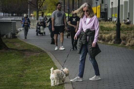 Colleen Briggs and her 8-month-old poodle named Bondi, walk a park near their home April 6 in New York. When Bondi recently became sick, a quick diagnosis found he was likely poisoned after nibbling unfinished marijuana joints. Veterinarians are growing alarmed by an apparent rise in marijuana poisonings among dogs that ingest discarded joints and edibles on city sidewalks.