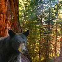 Video: The unbelievable Giant Forest of Sequoia National Park