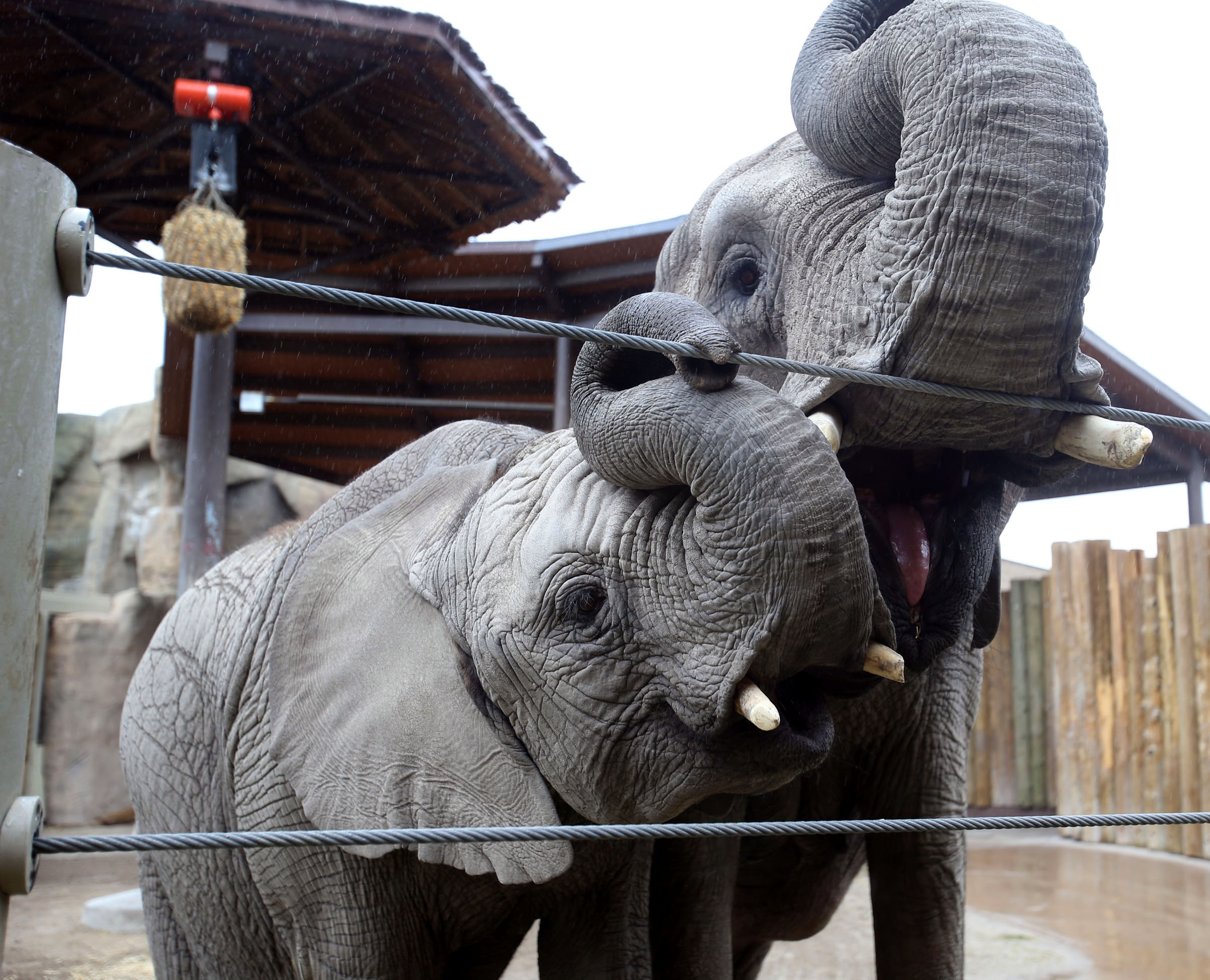 Zuri and her mother, Christie, open wide to get treats from their keeper at Utah's Hogle Zoo in Salt Lake City on May 11, 2014. Zoo officials said Tuesday that the elephants will be transferred to another zoo as it suspends its elephant care program.