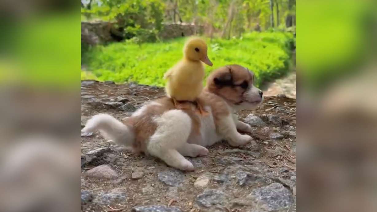 Find a moment of zen with this stroll through nature of man's best friend and his best friend, a duckling.