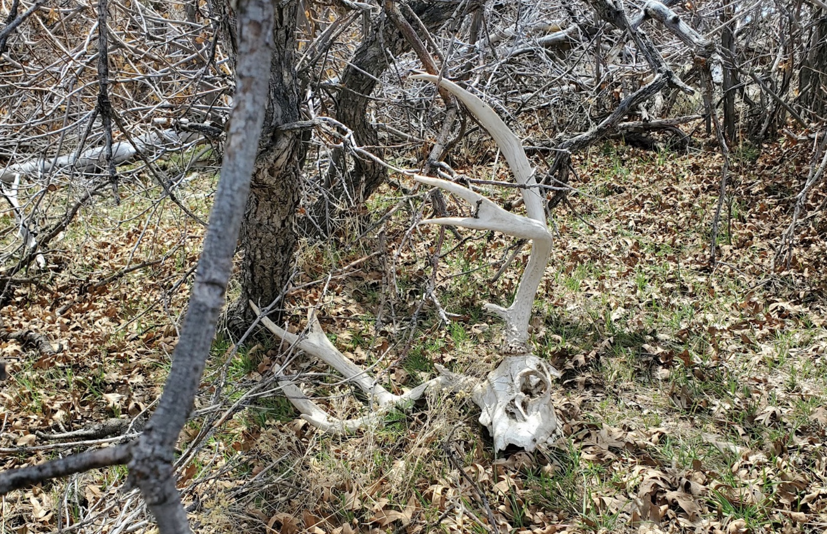 A "deadhead" found in Utah's wilderness on March 26, 2022. A new app allows people to report deadheads to the Utah Division of Wildlife Resources for faster investigation.